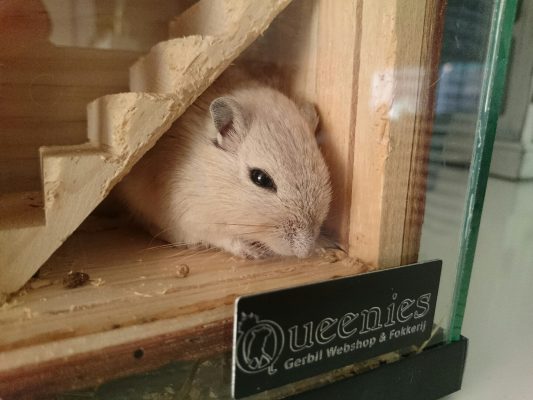 gerbil onder een trap