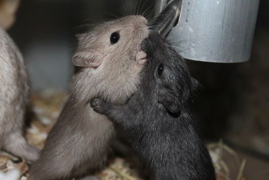 hoe oud wordt een gerbil