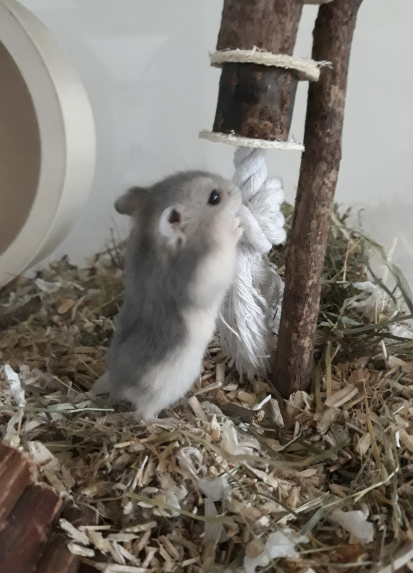 Gerbil winkel