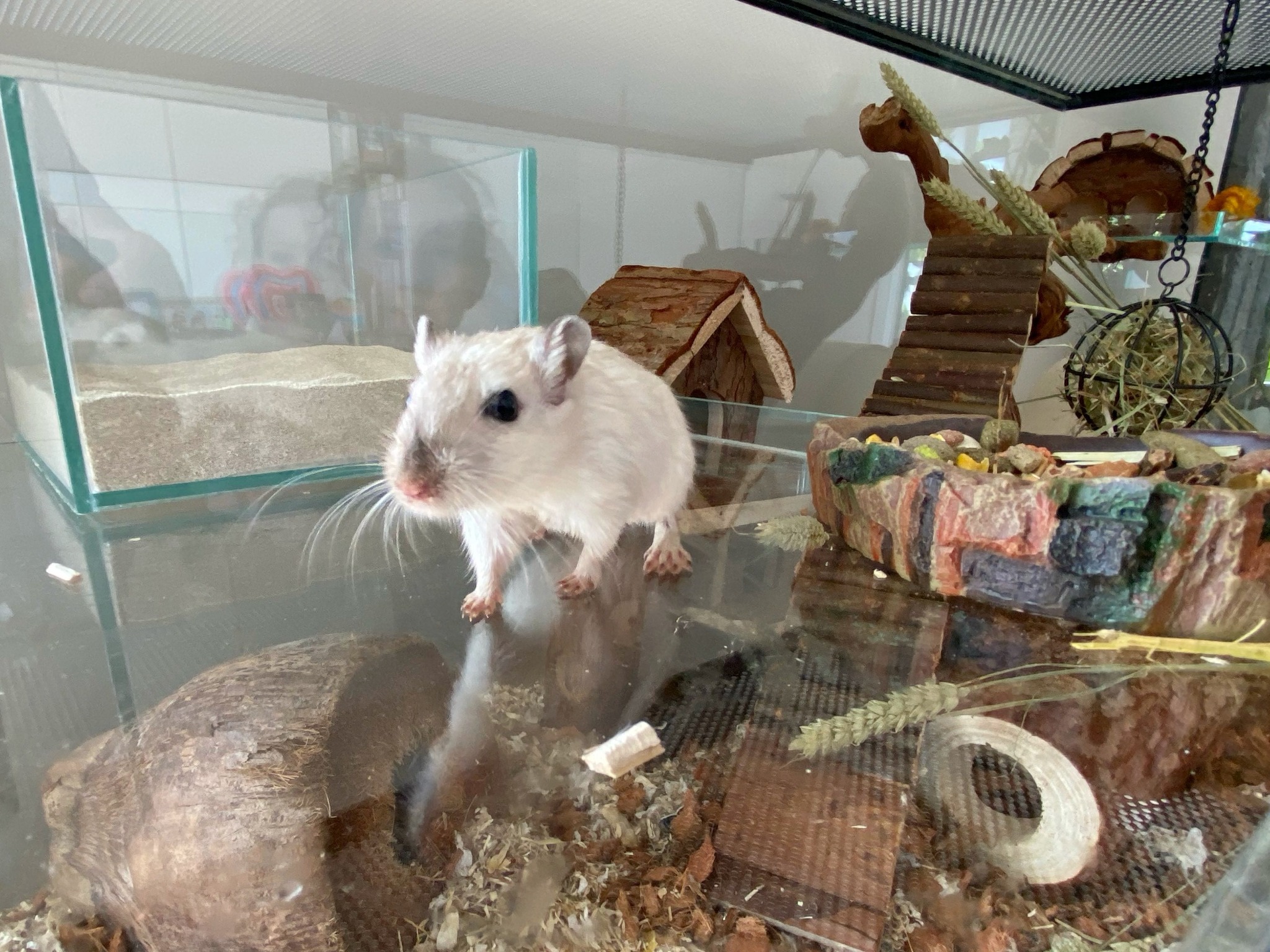 gerbil speeltje