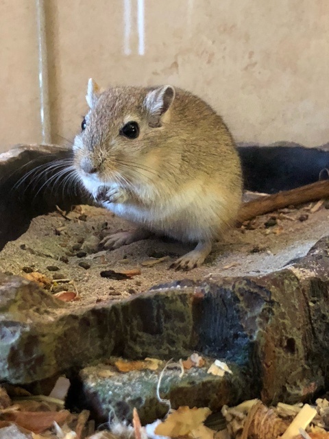 gerbil kopen dierenwinkel