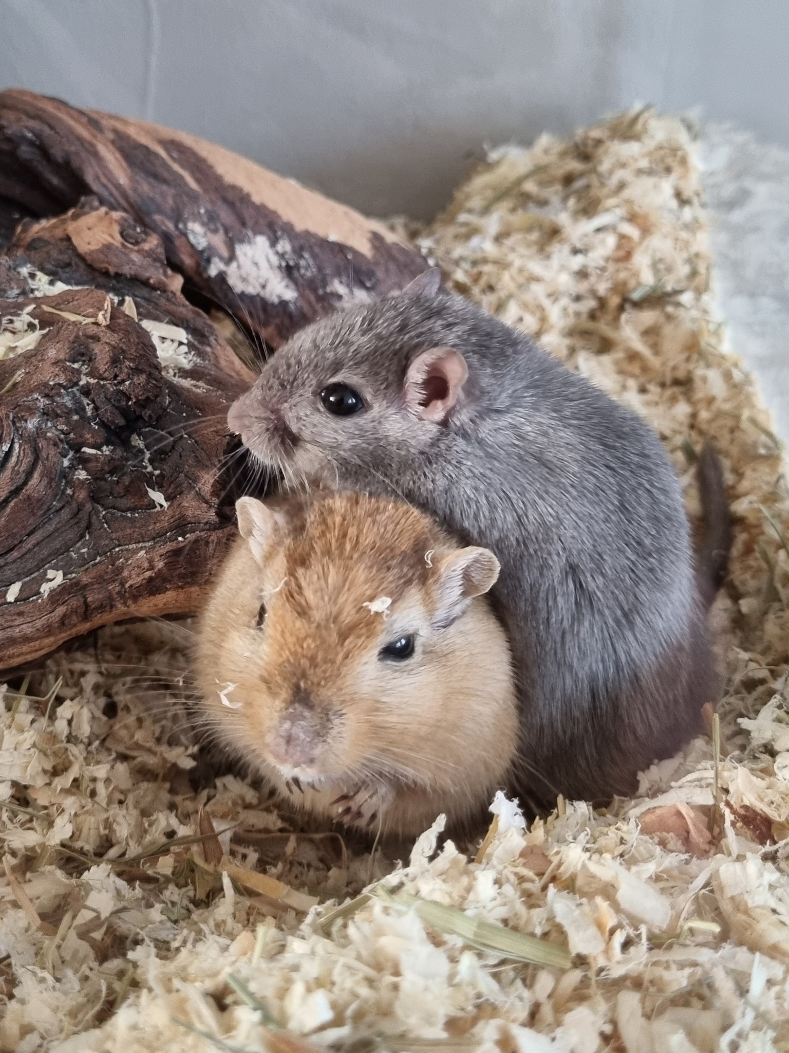 gerbil fokker queenies