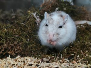 gerbil fokker