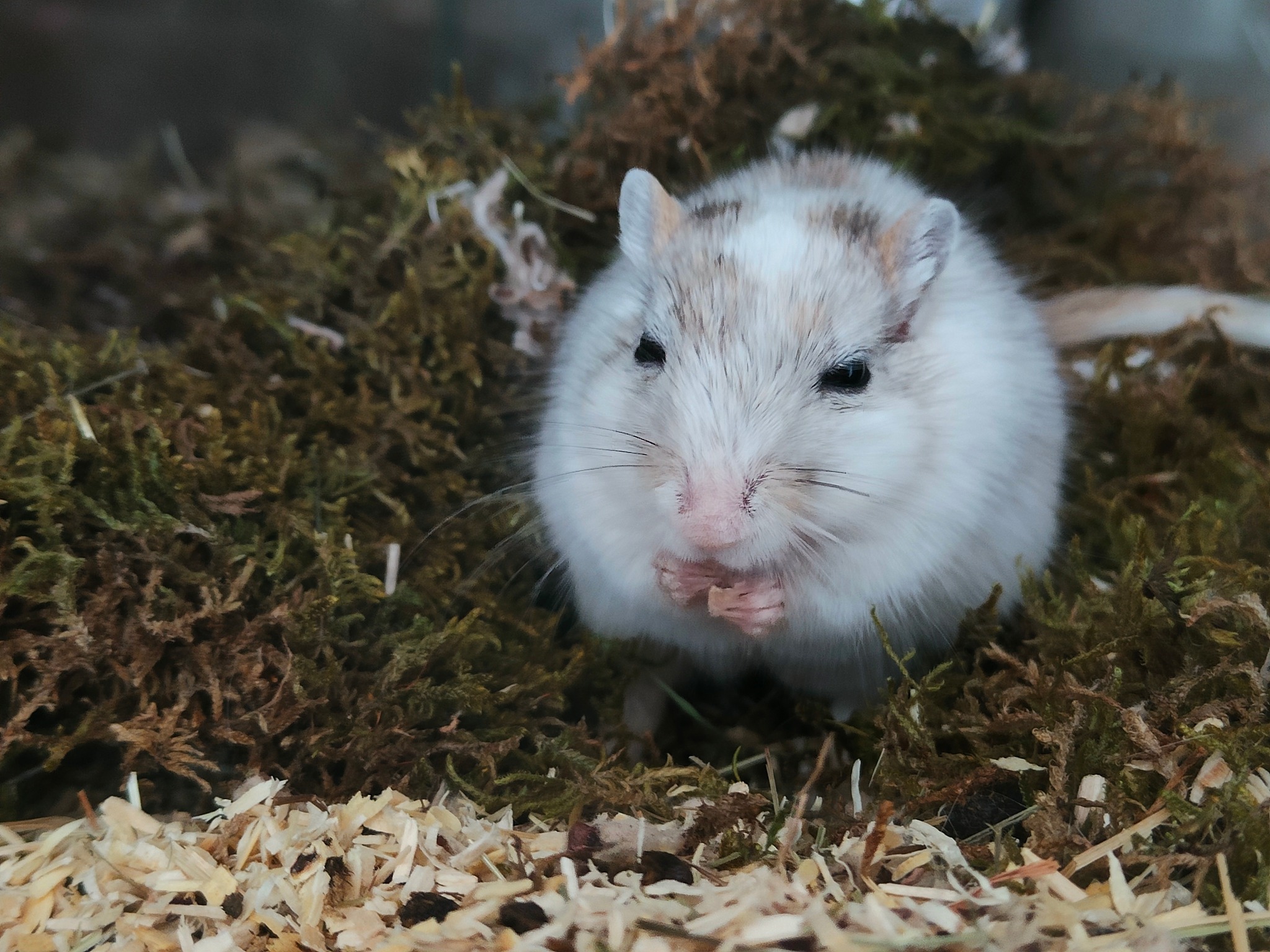 terrarium voor gerbils