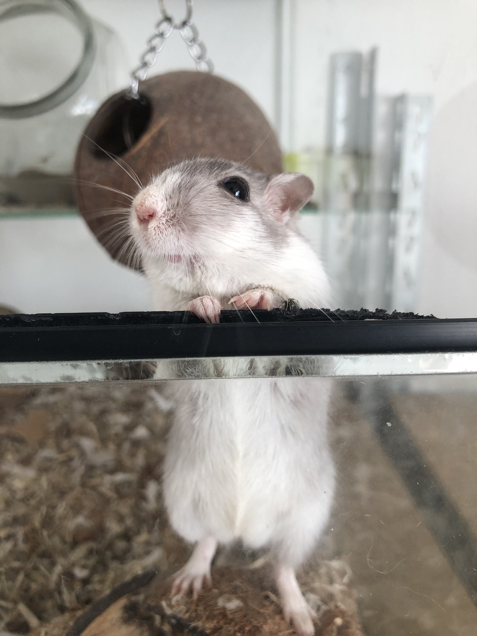 gerbil kopen in roosendaal