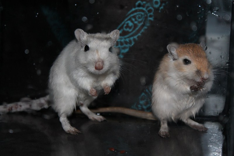 gerbils koppelen