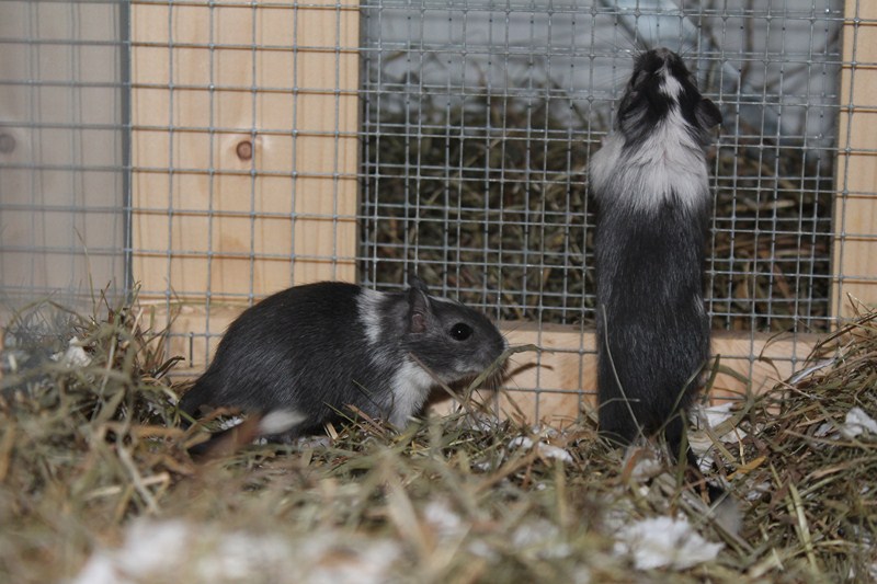 Gerbils koppelen