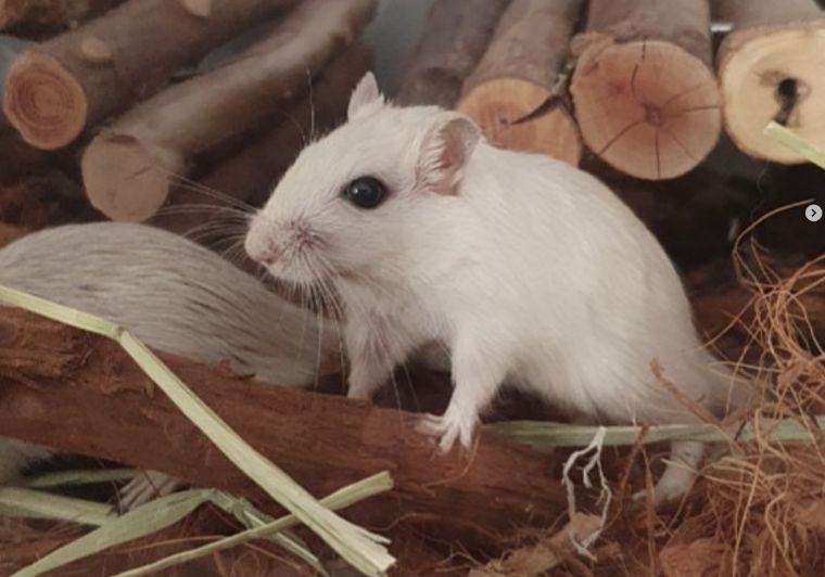 Knaagdierwinkel voor gerbils en hamsters