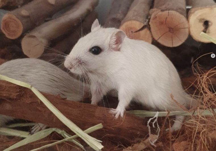 gerbils houden in een kooi