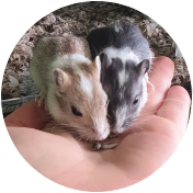 Over gerbils