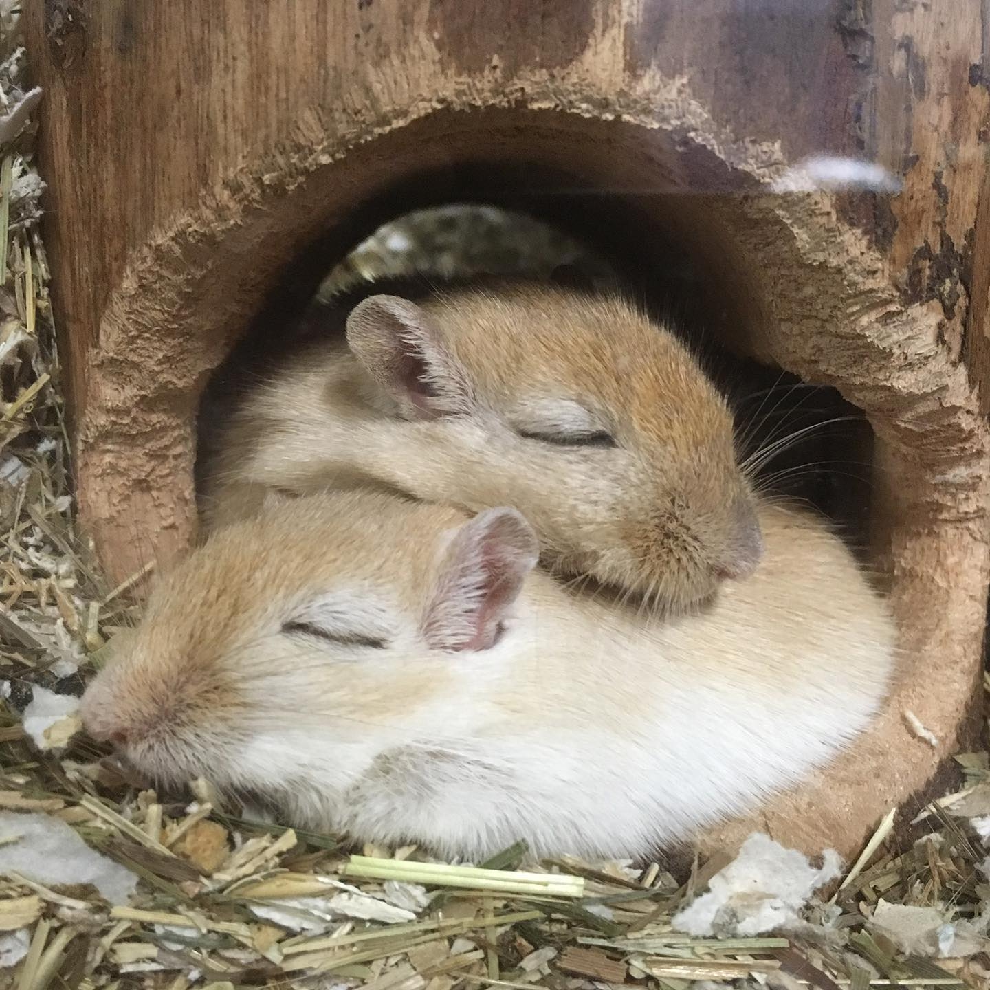 tamme gerbils