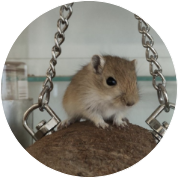 Gerbils te koop