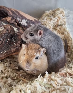 knaagdierenwinkel voor gerbils